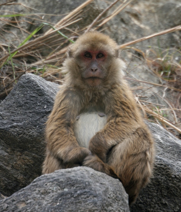 bhutan